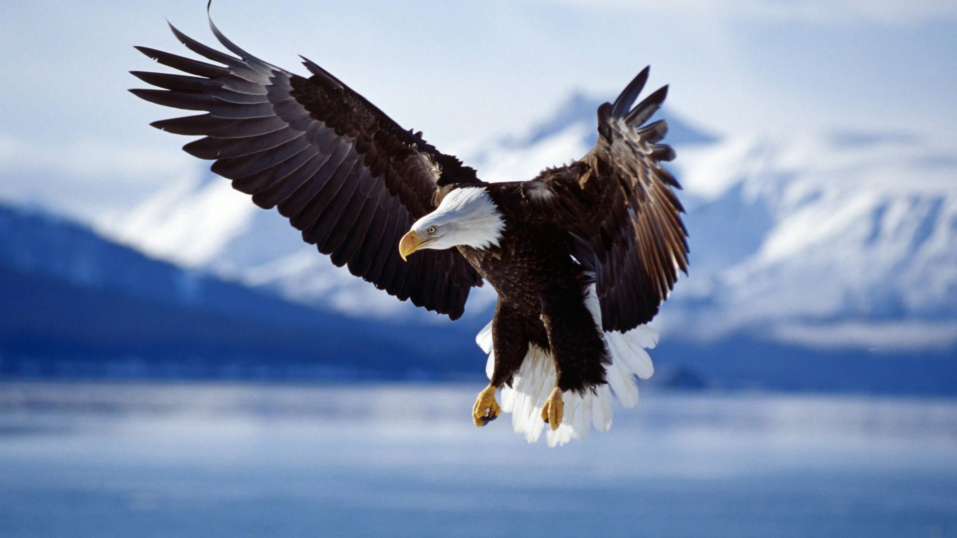 Wolf And Eagle Pictures Wallpapers