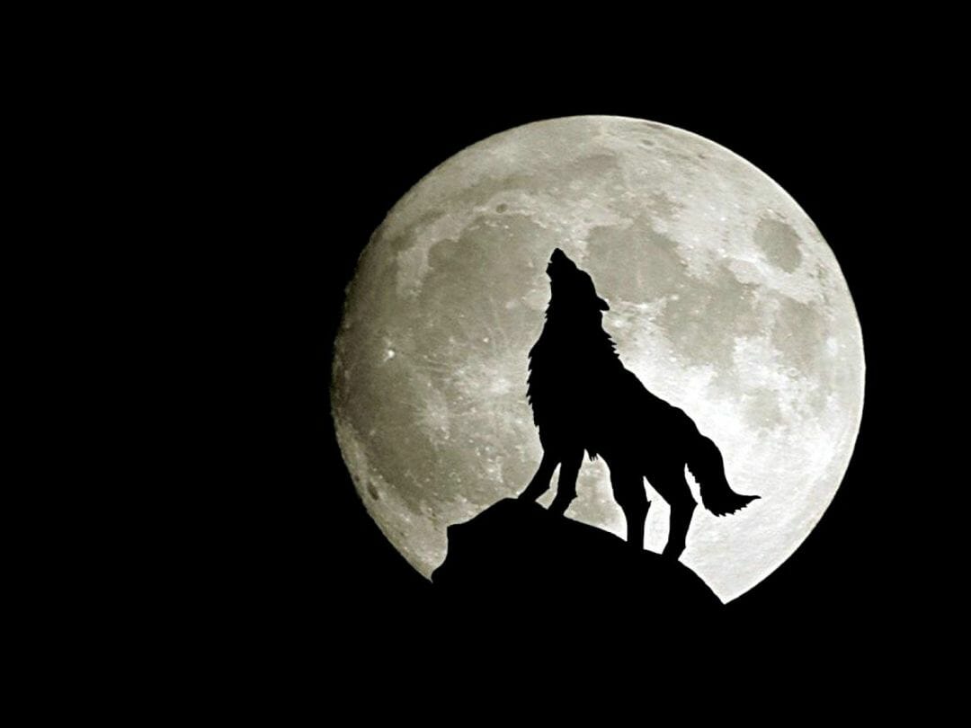 Wolf Android Wallpapers