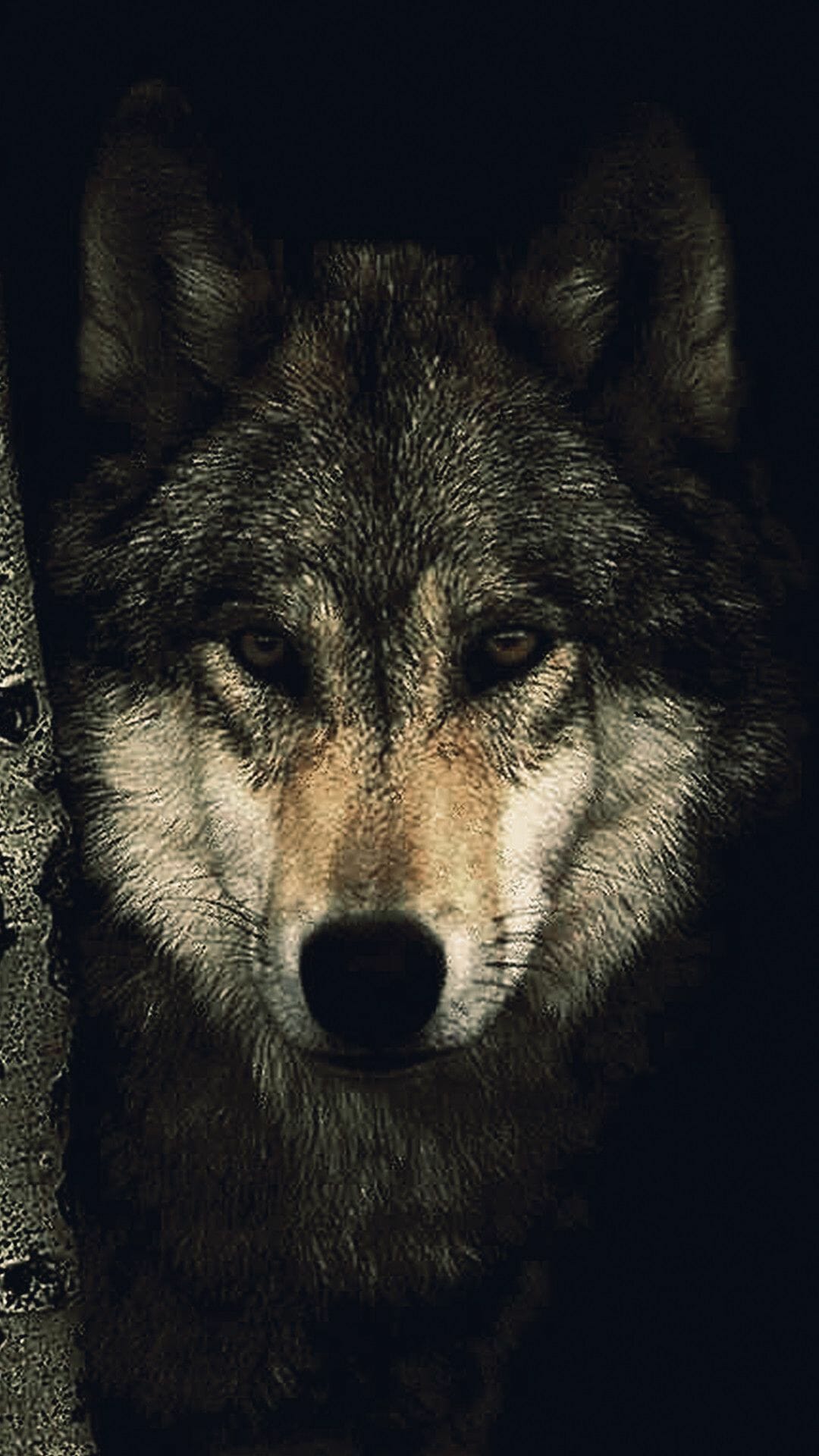 Wolf Android Wallpapers