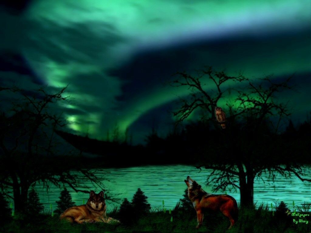 Wolf Aurora Borealis Wallpapers