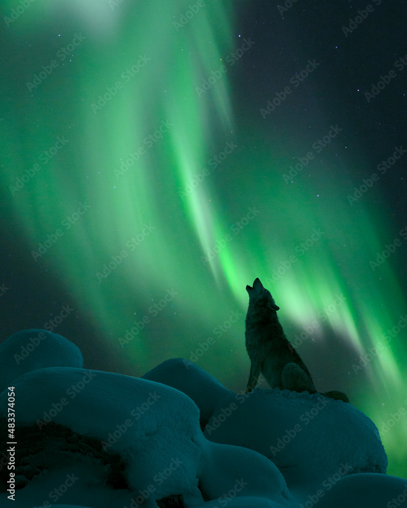 Wolf Aurora Borealis Wallpapers