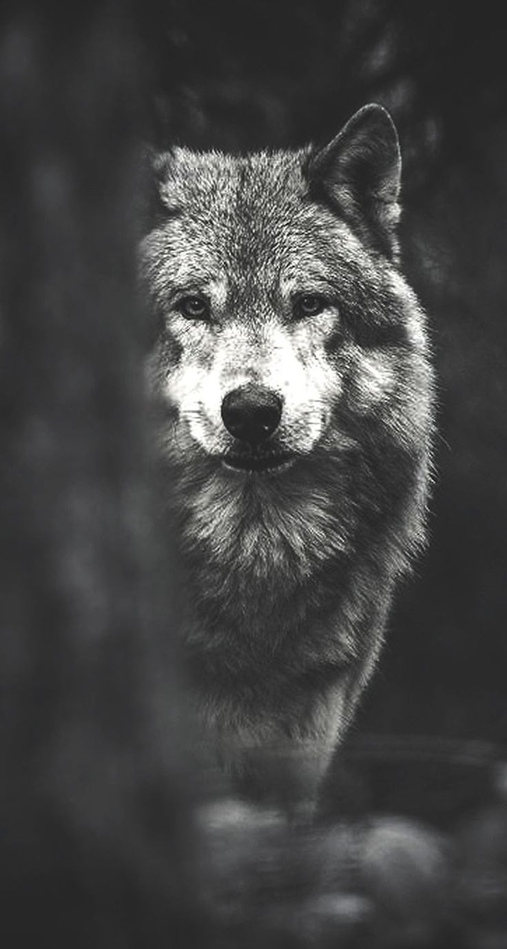 Wolf Backgrounds Phone