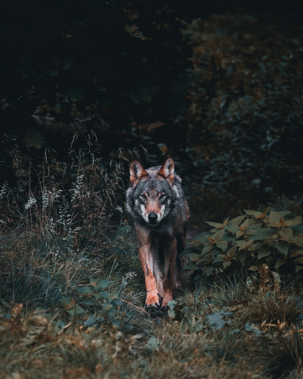 Wolf Cool Wallpapers