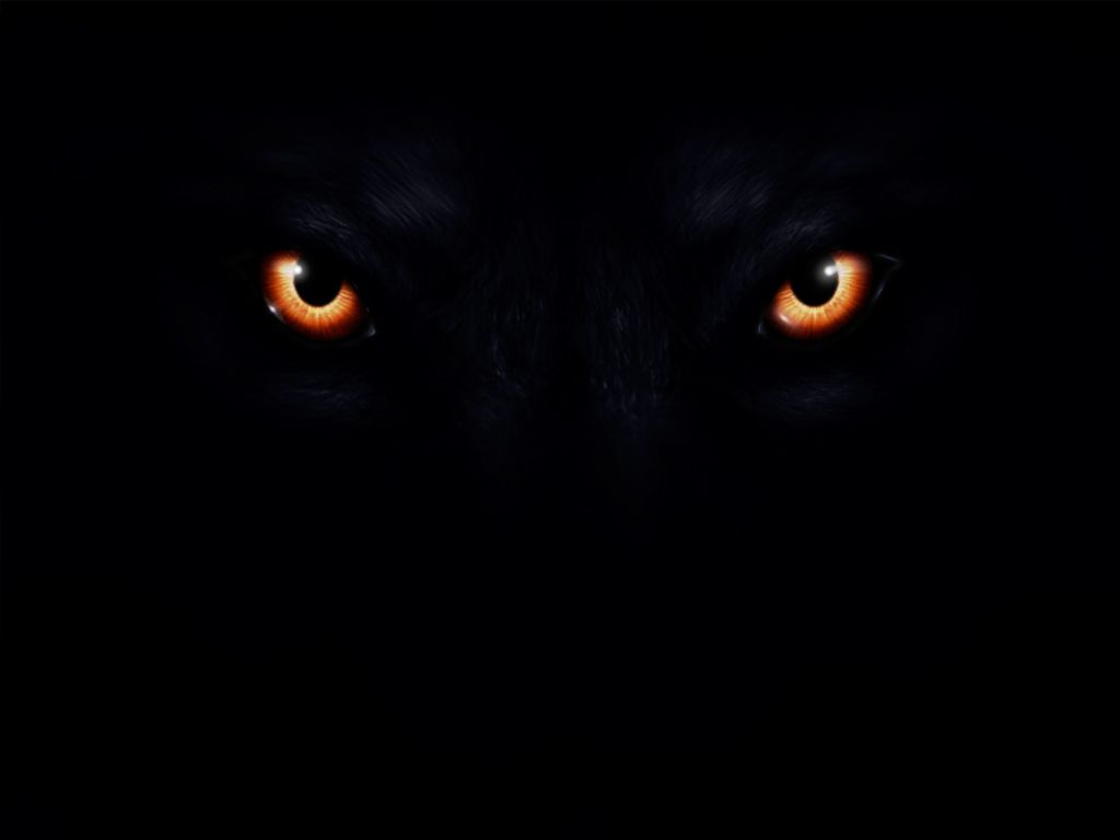 Wolf Eyes Wallpapers