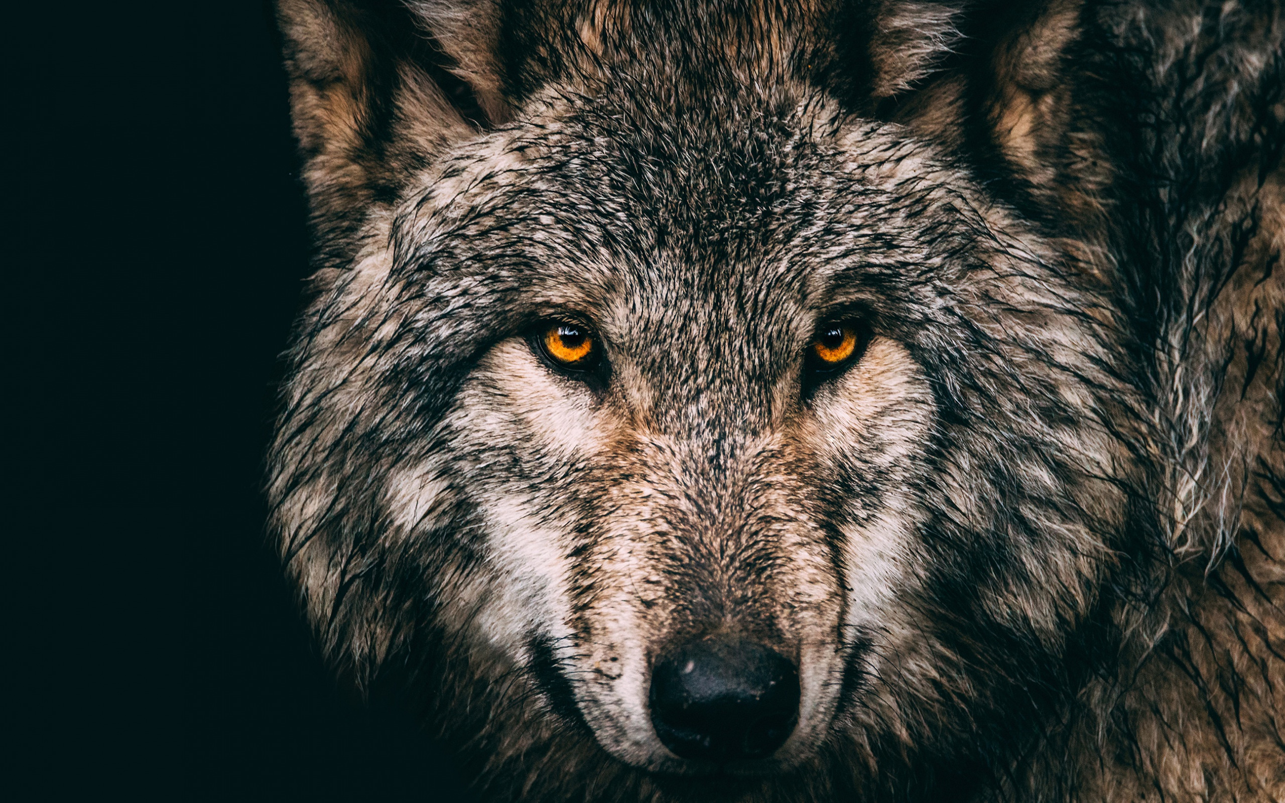 Wolf Eyes Wallpapers