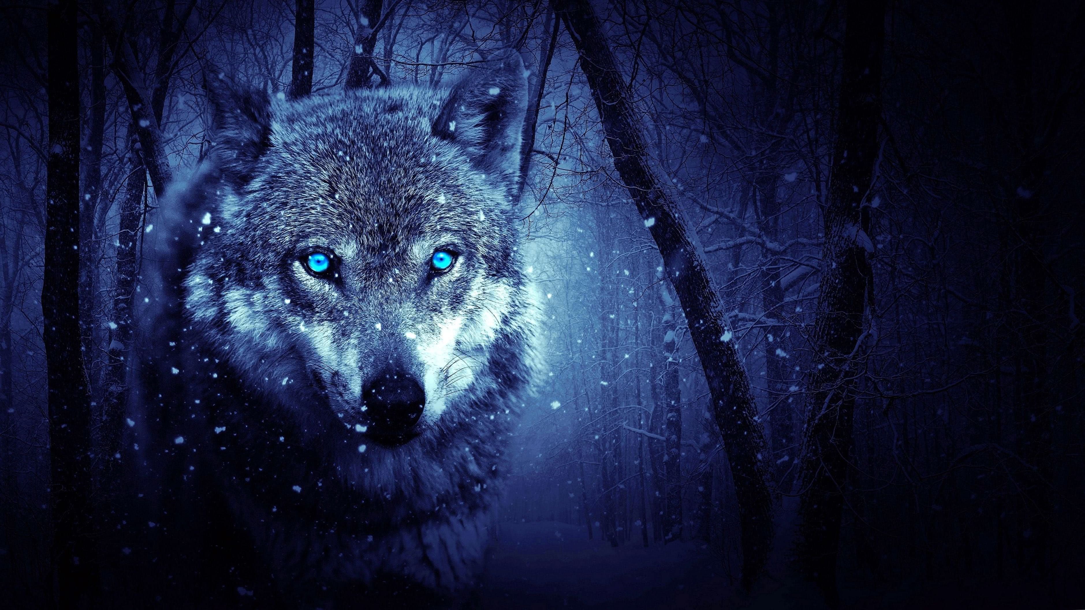 Wolf Eyes Wallpapers