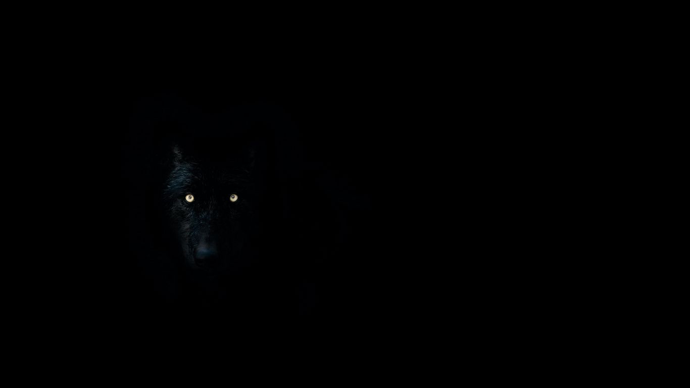 Wolf Eyes Wallpapers