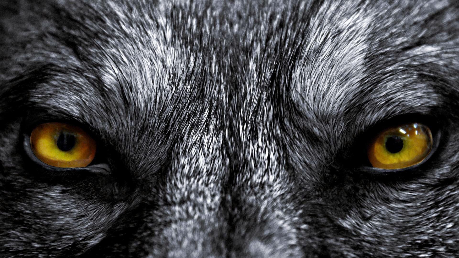 Wolf Eyes Wallpapers