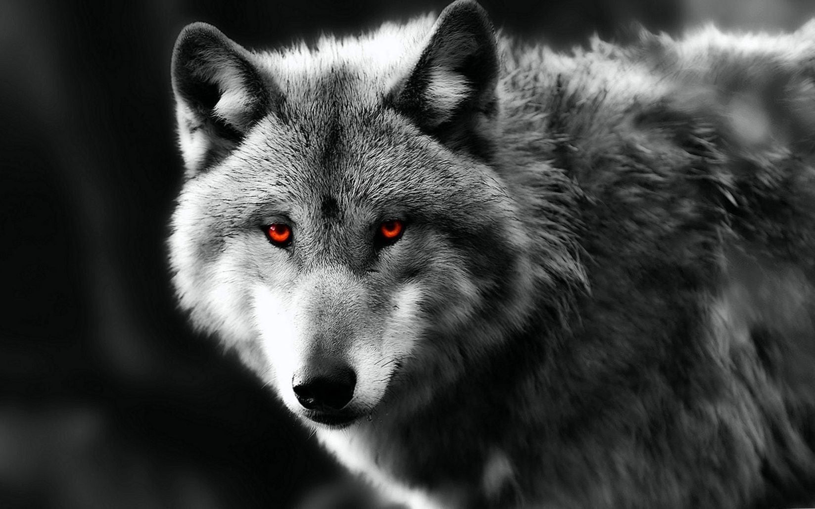 Wolf Green Eyes Artistic Wallpapers