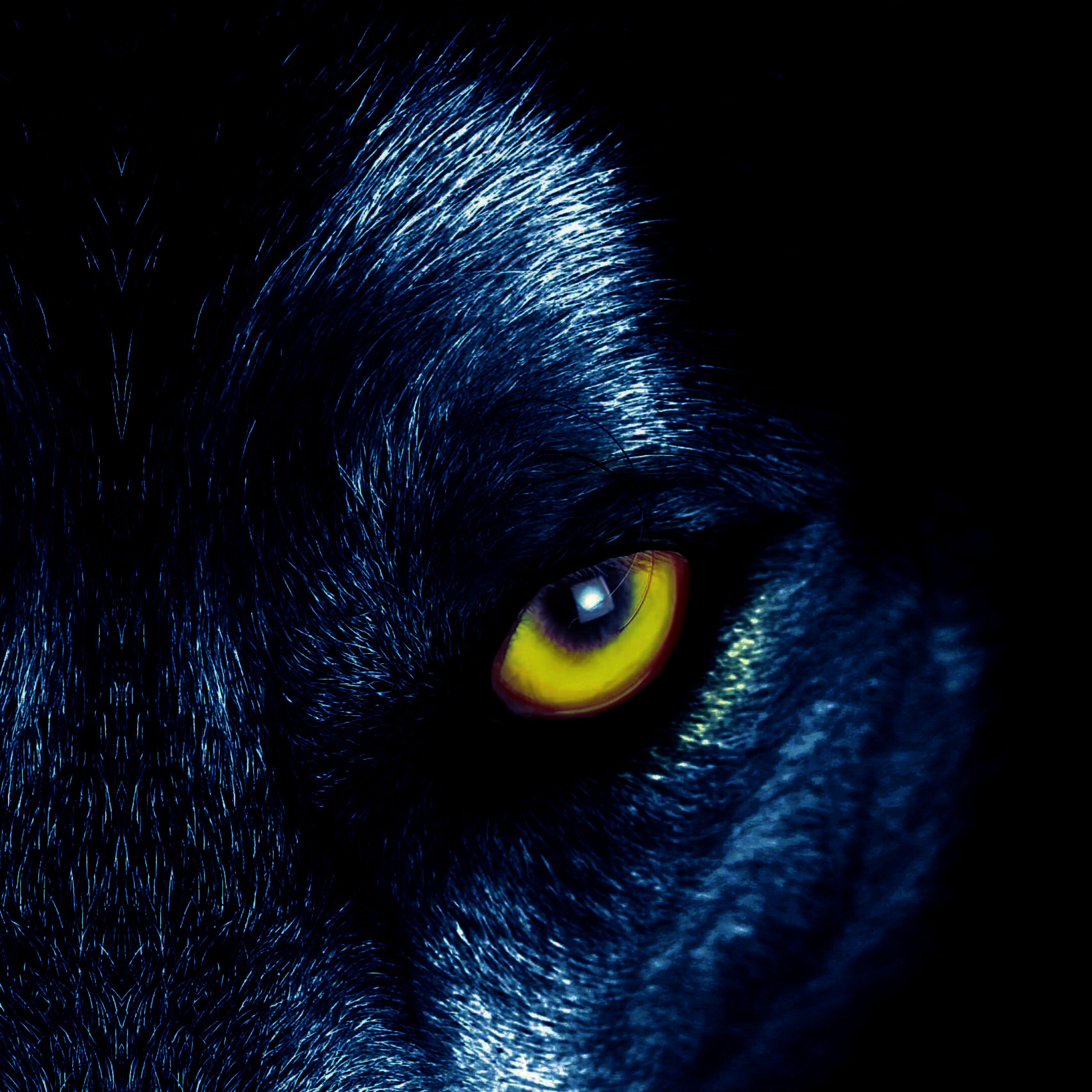 Wolf Green Eyes Artistic Wallpapers