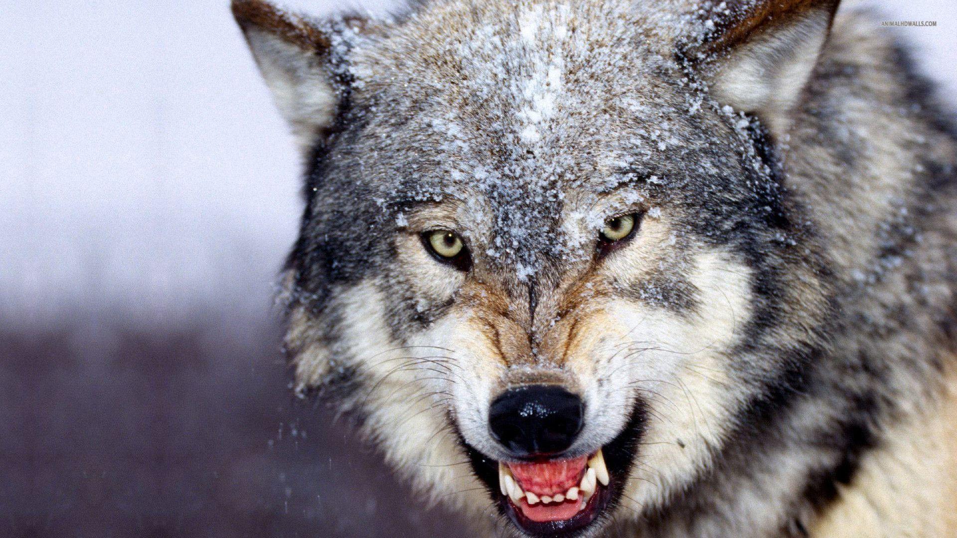 Wolf Hd Wallpapers