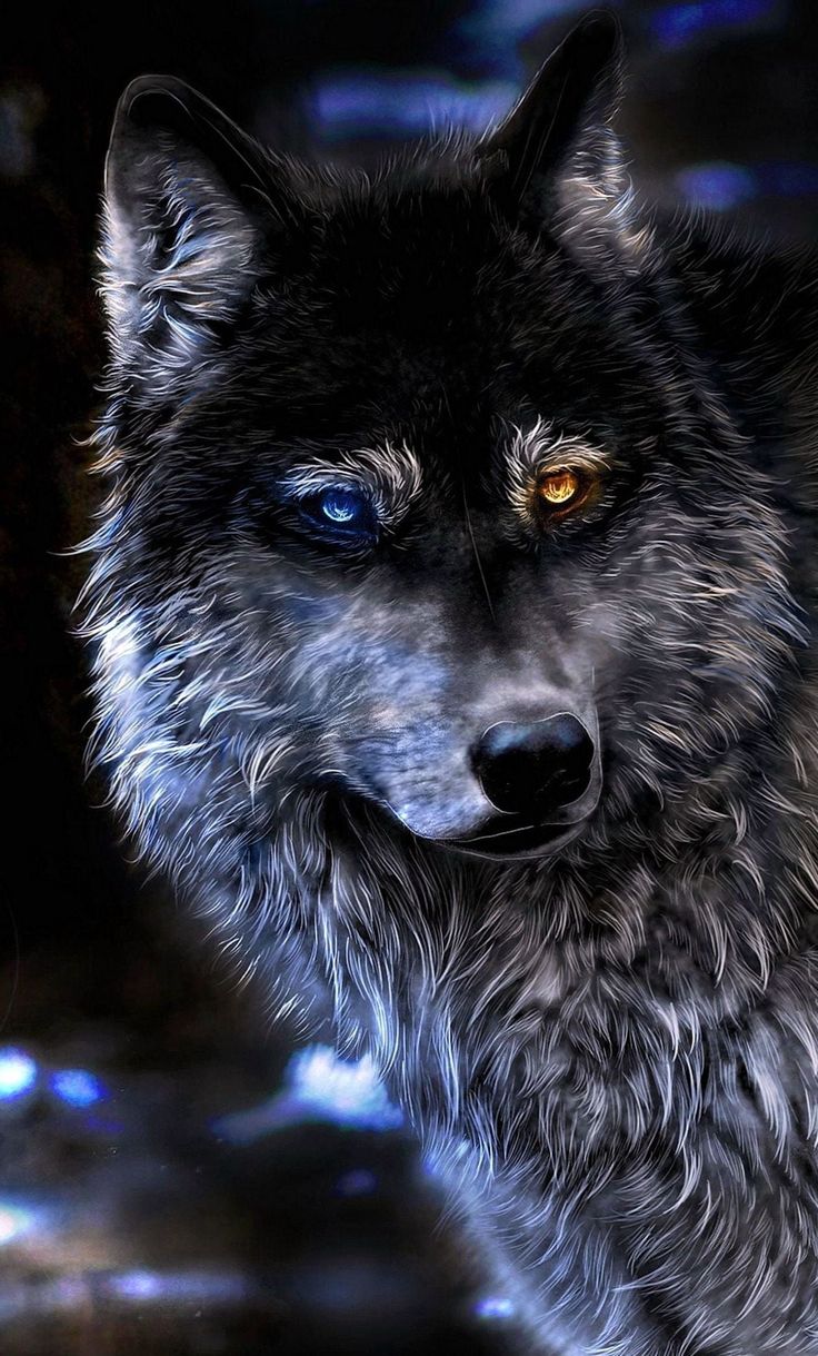 Wolf Hd Wallpapers