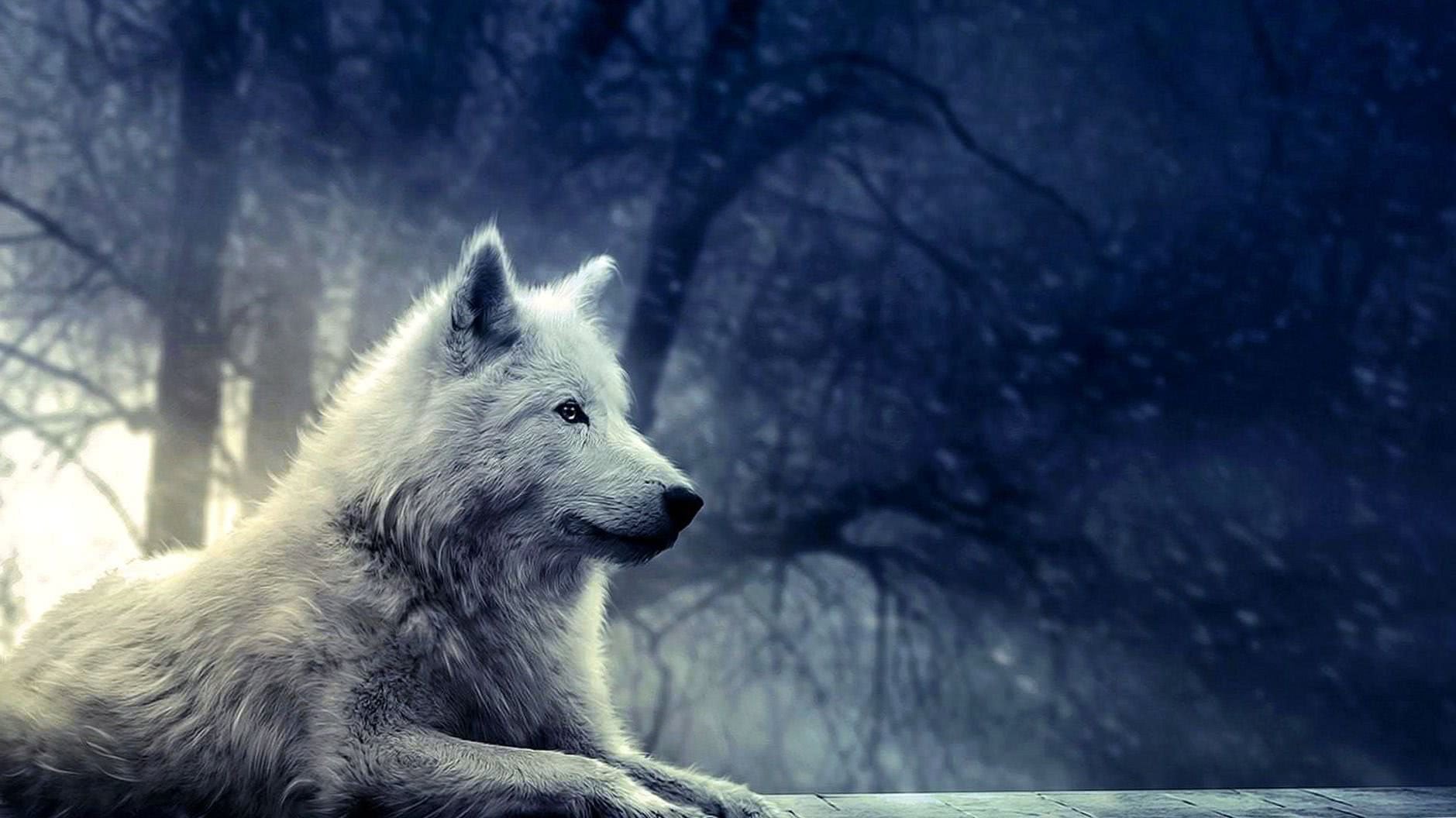 Wolf Hd Wallpapers