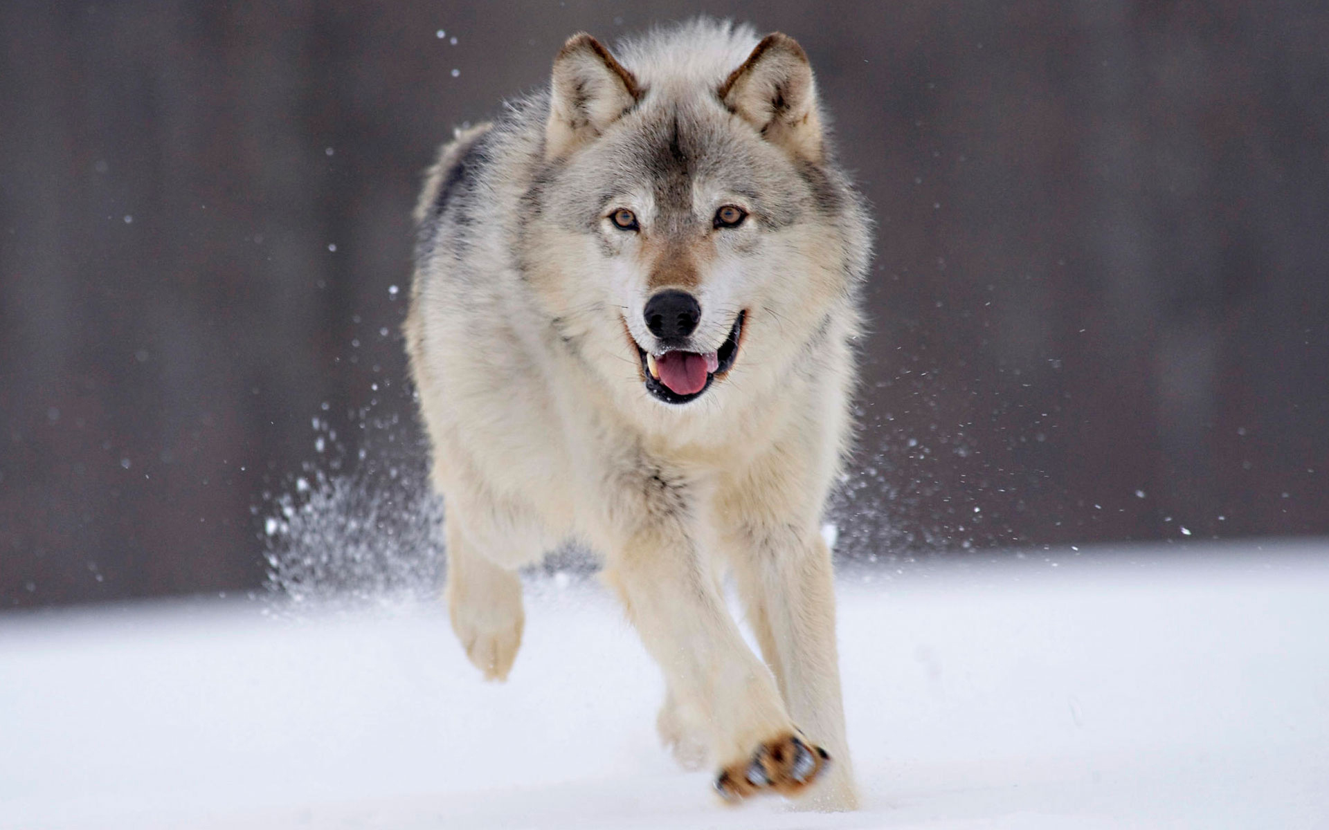 Wolf Hd Wallpapers
