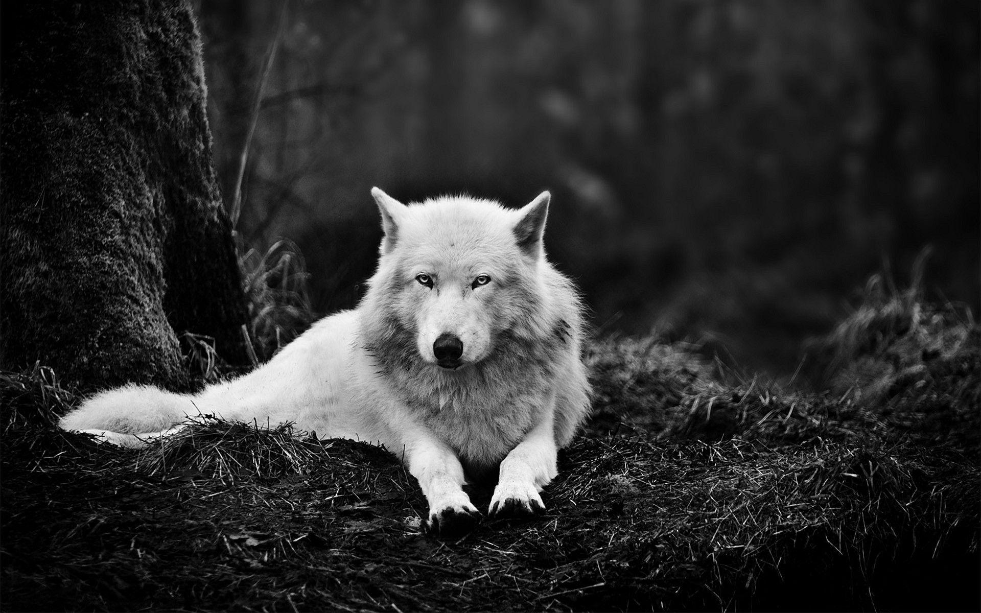 Wolf Hd Wallpapers