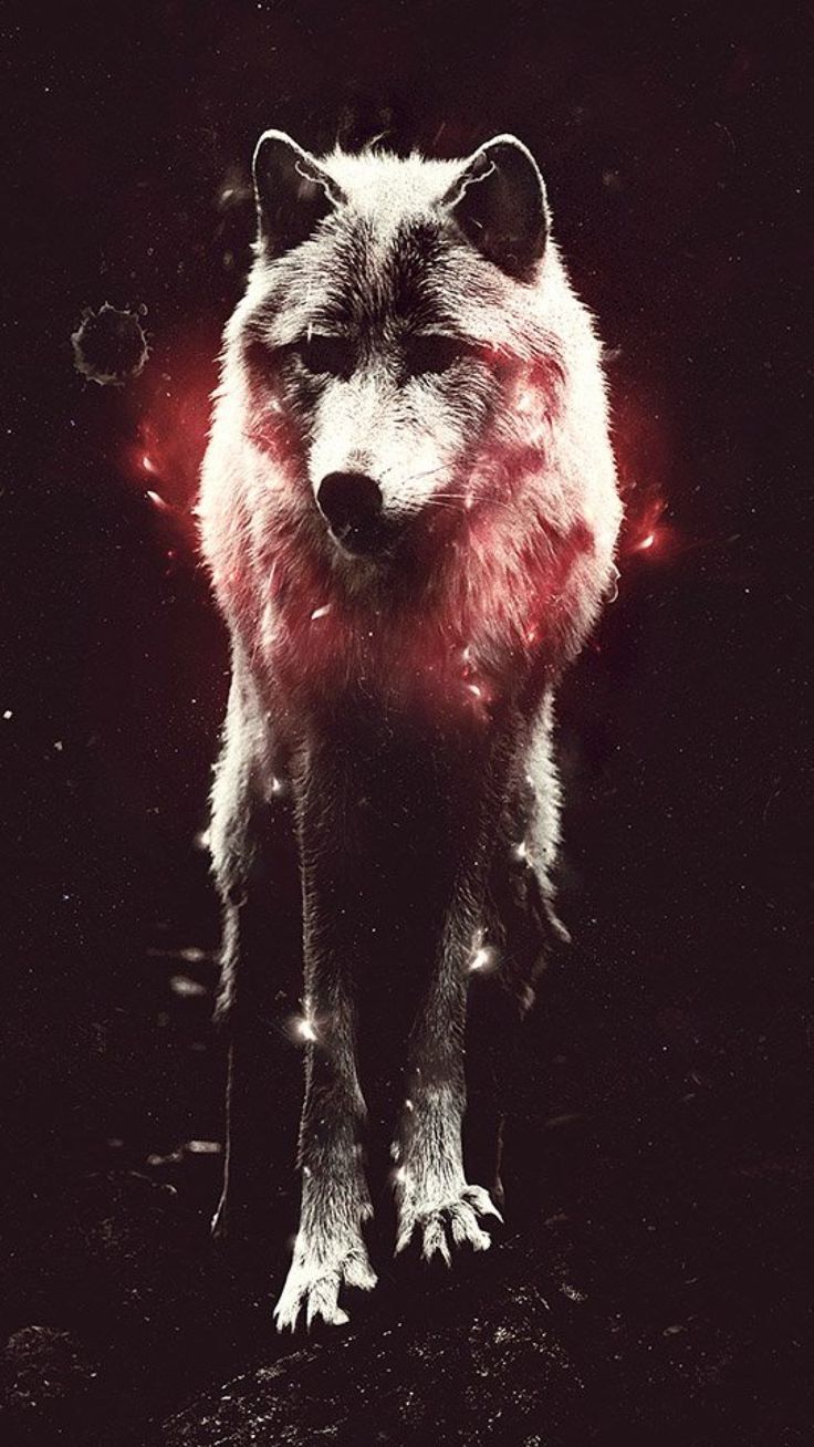 Wolf Hipster Wallpapers