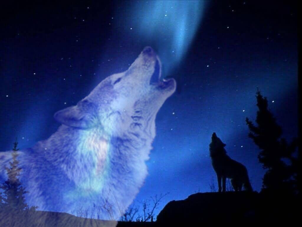 Wolf Howling At The Moon Wallpapers