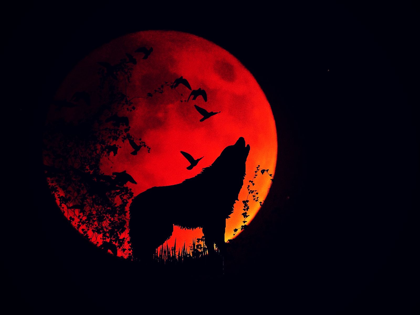 Wolf Howling At The Moon Wallpapers