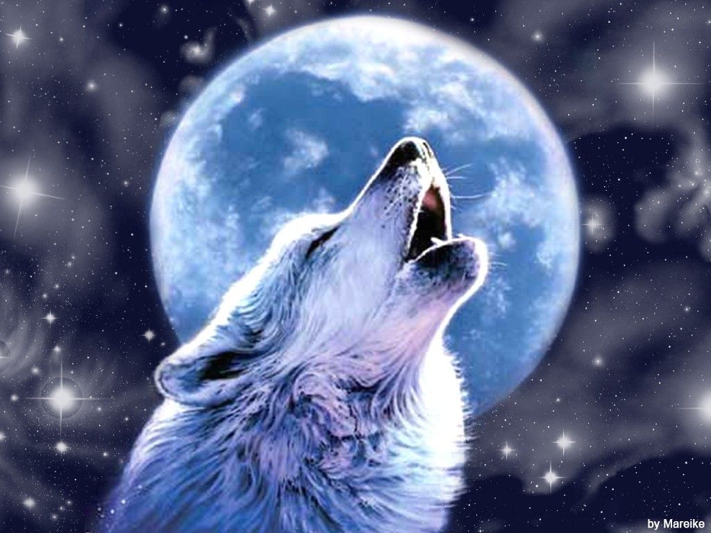 Wolf Howling Wallpapers
