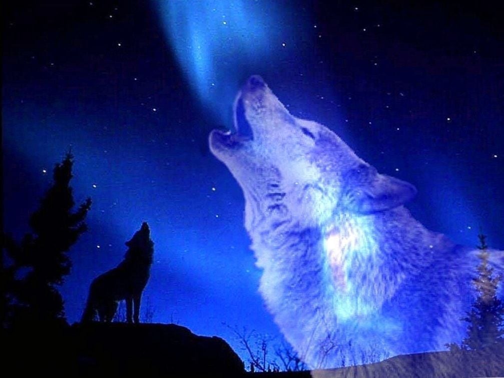 Wolf Howling Wallpapers
