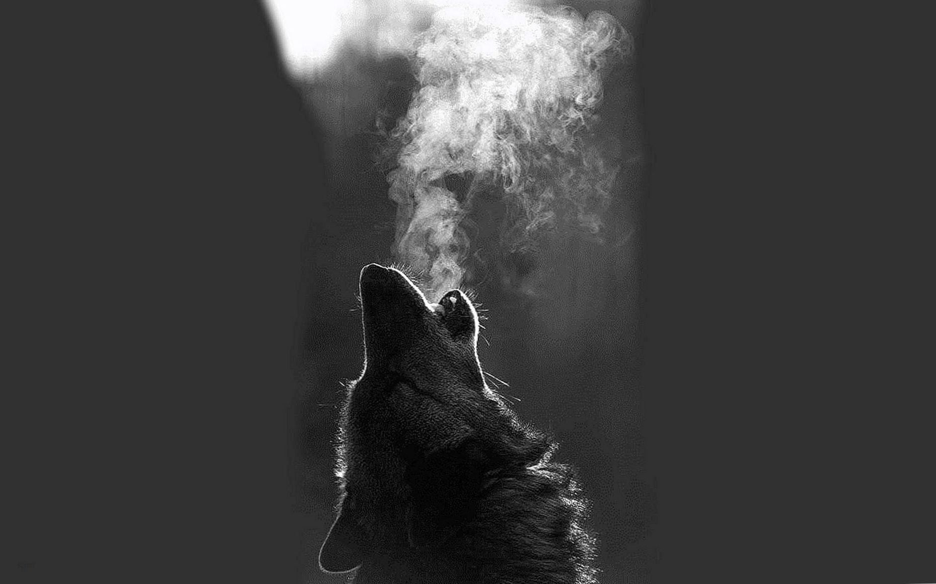 Wolf Howling Wallpapers