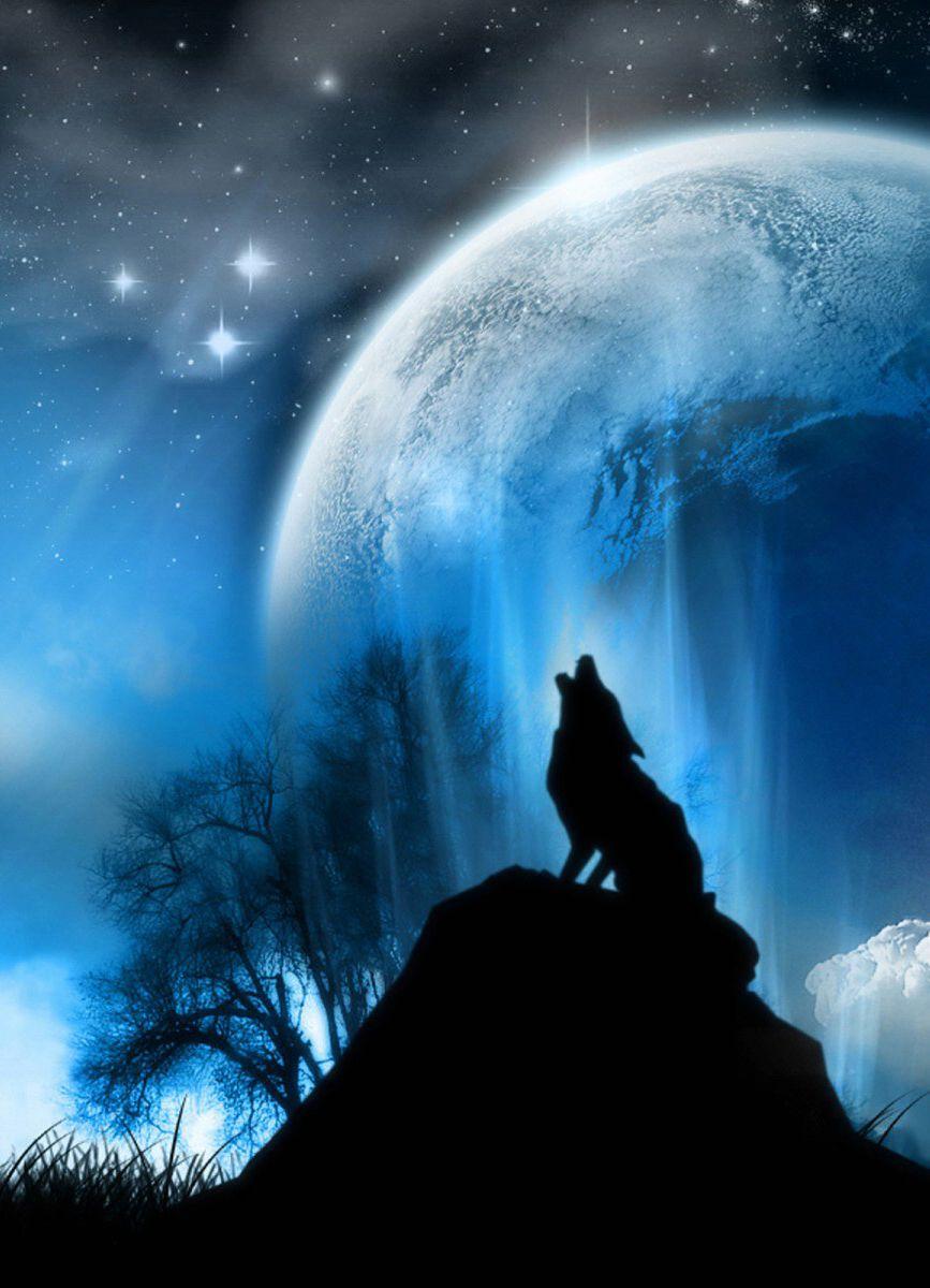 Wolf Howling Wallpapers