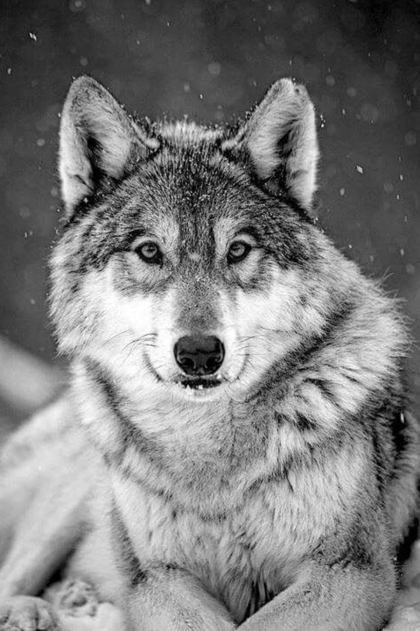 Wolf In Snow Wallpapers