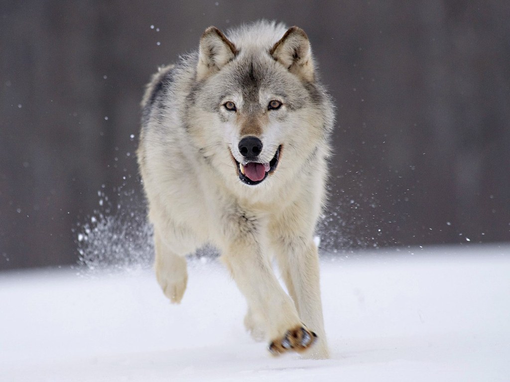 Wolf In Snow Wallpapers