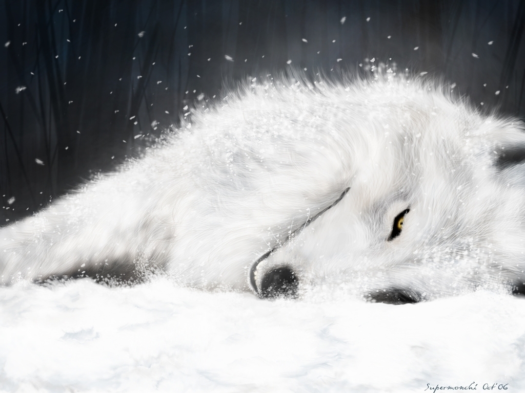 Wolf In Snow Wallpapers