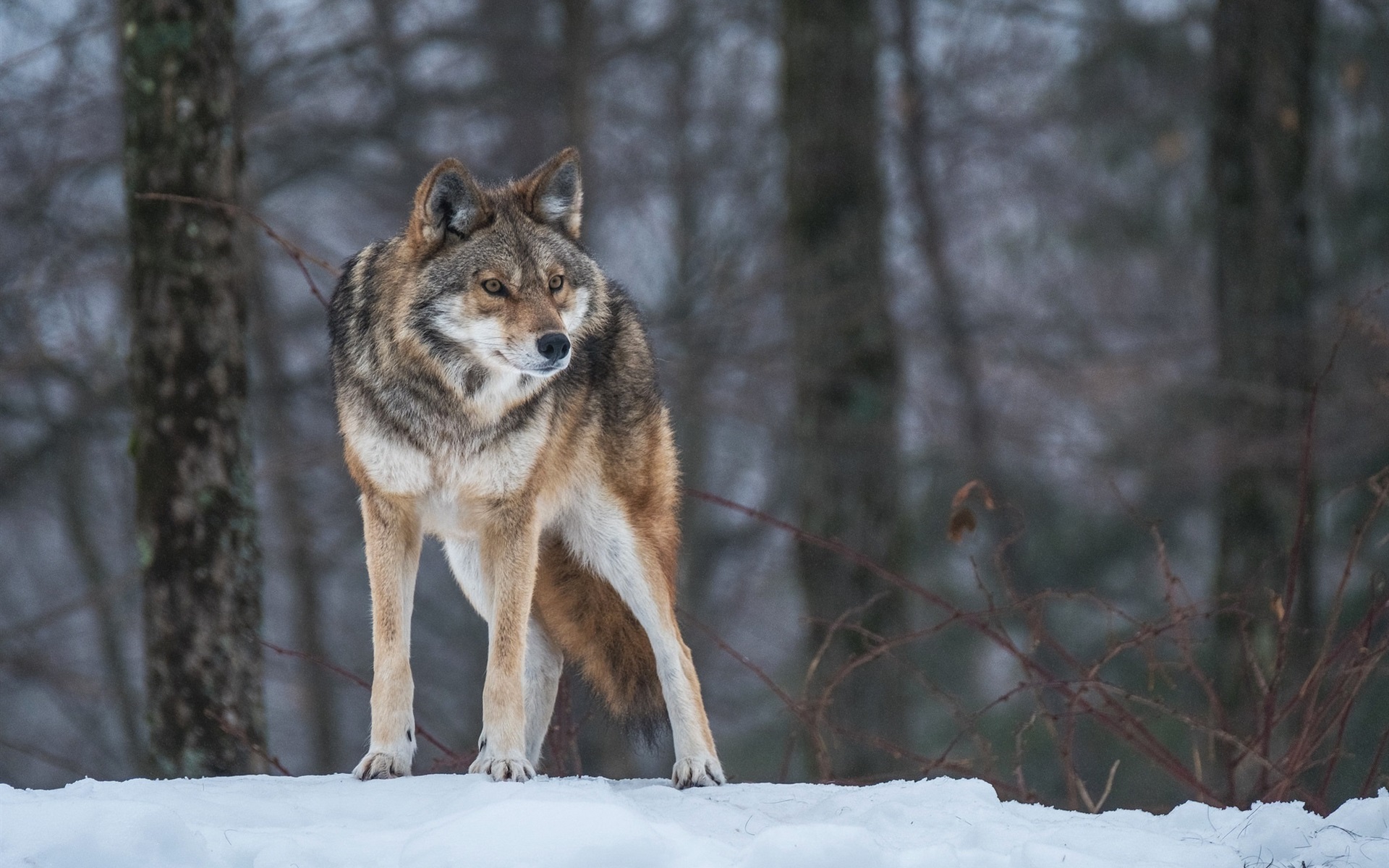 Wolf In Snow Wallpapers