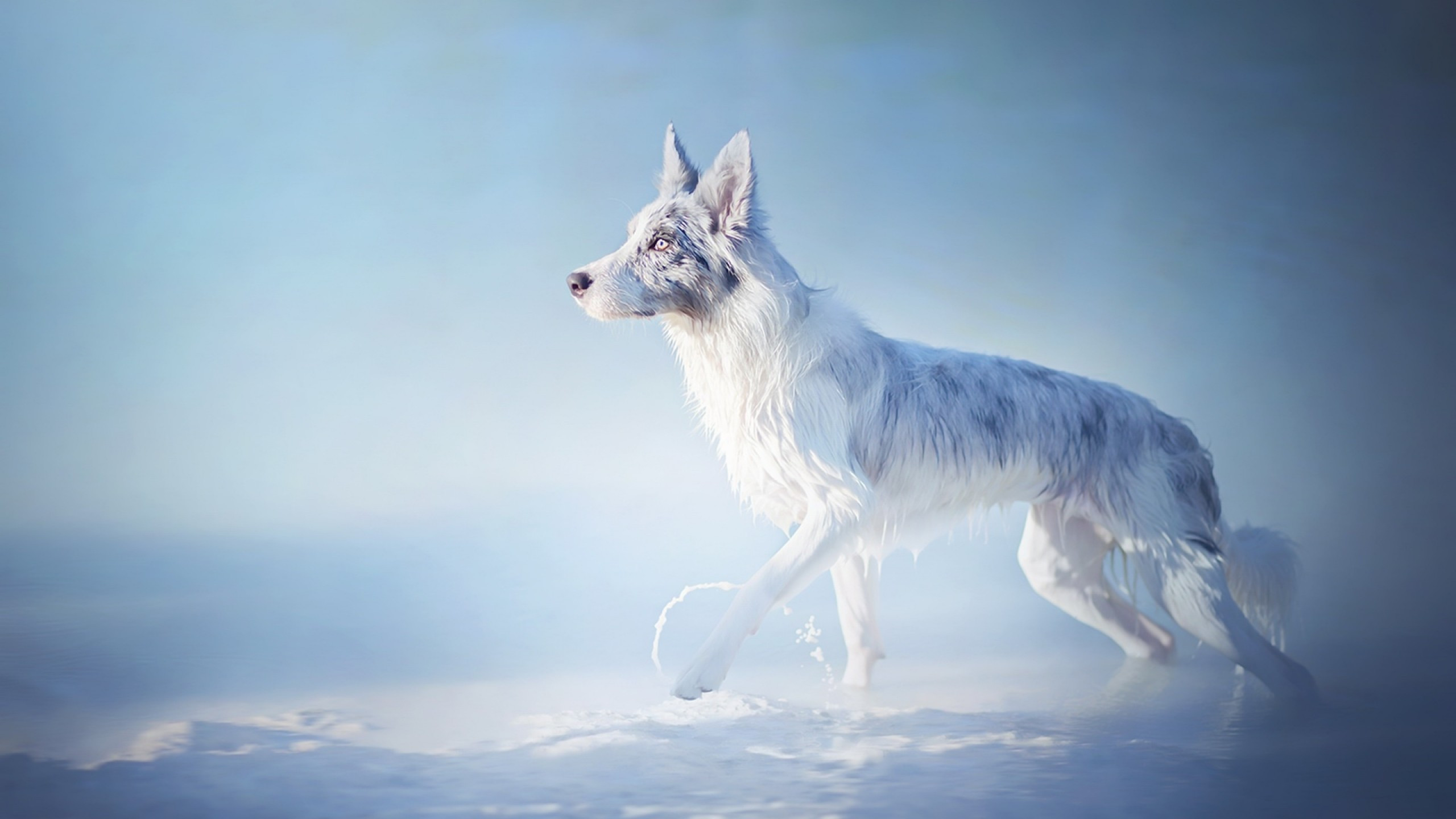 Wolf In Snow Wallpapers