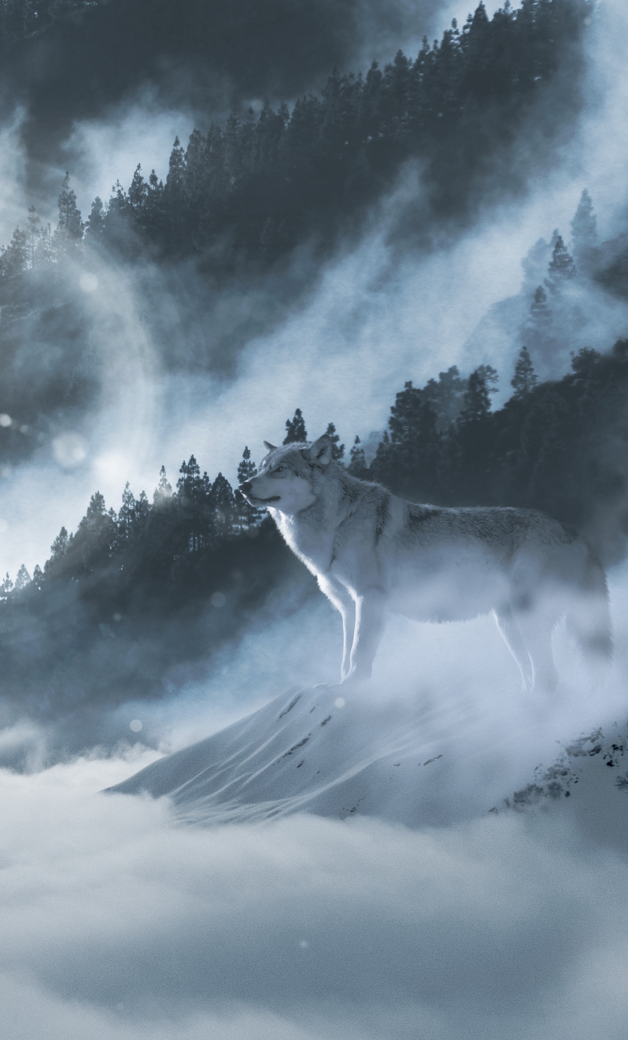 Wolf In Snow Wallpapers