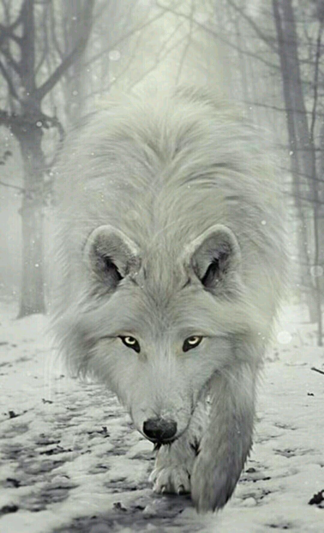 Wolf In Snow Wallpapers