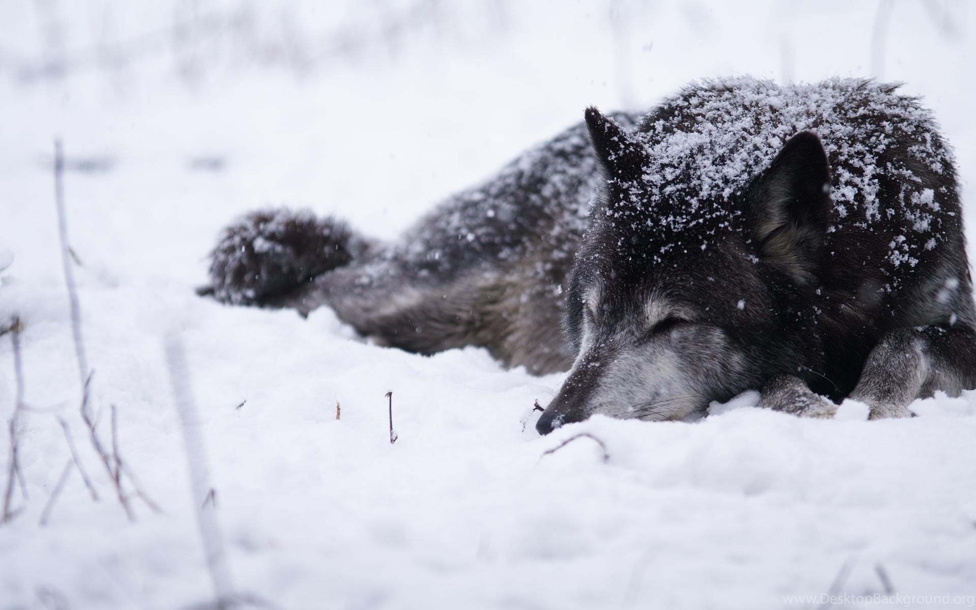 Wolf In Snow Wallpapers