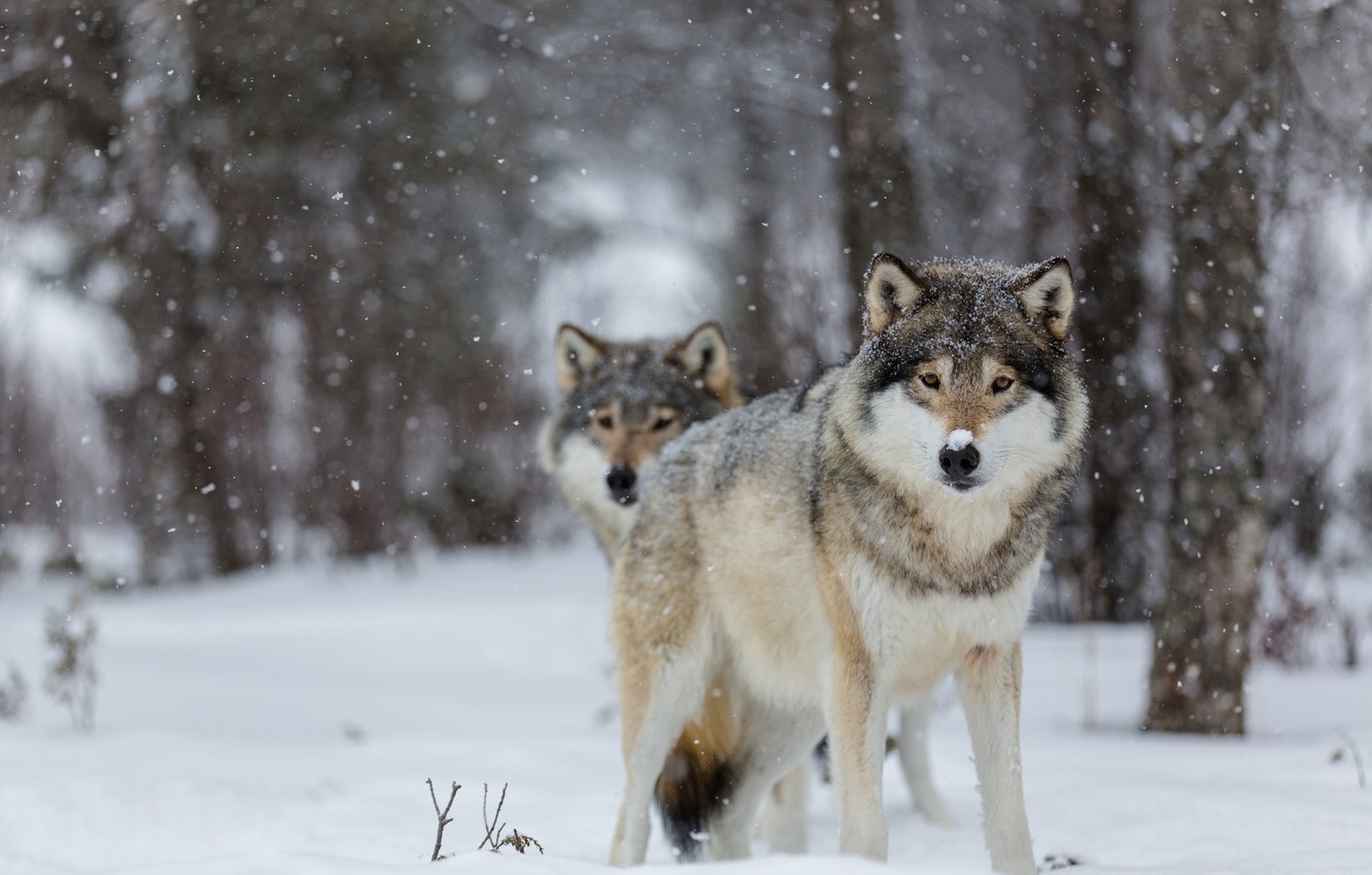 Wolf In Snow Wallpapers