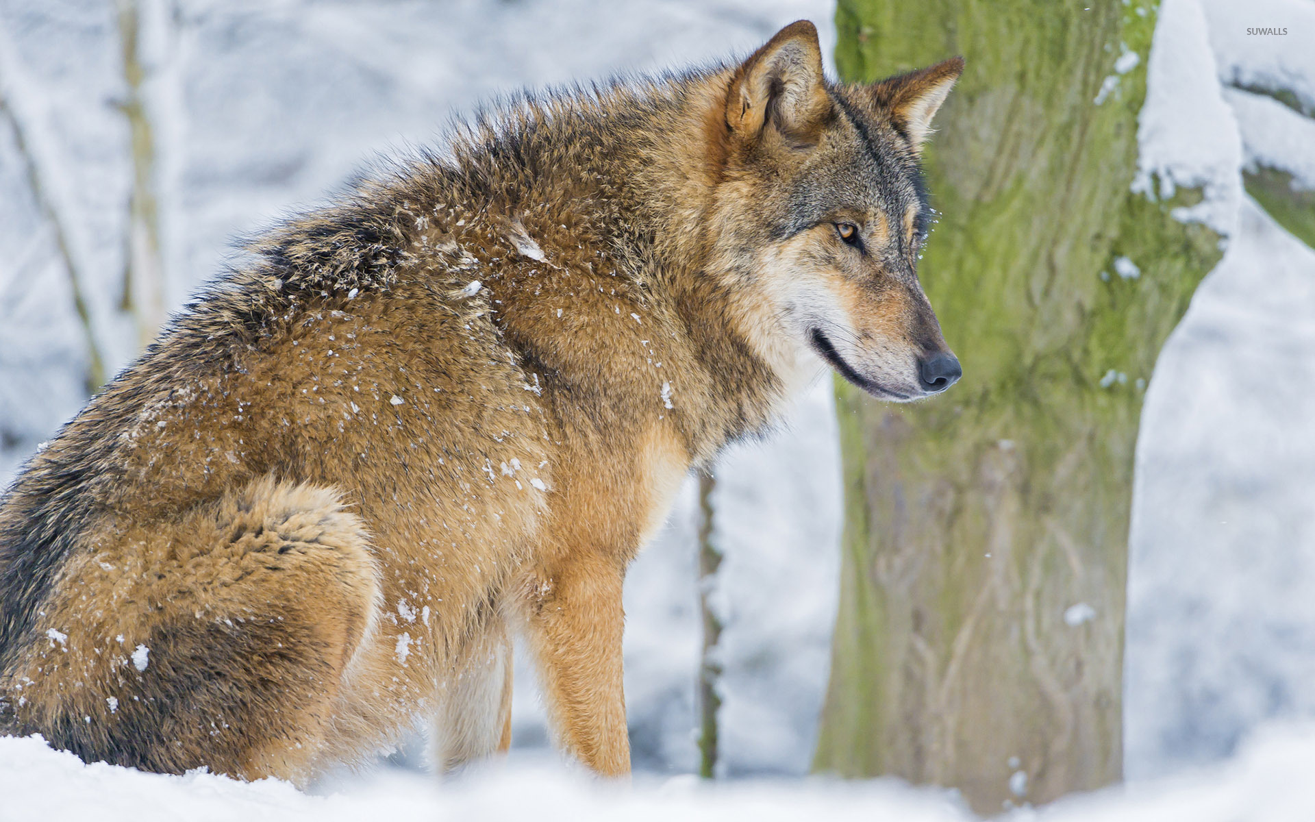 Wolf In Snow Wallpapers