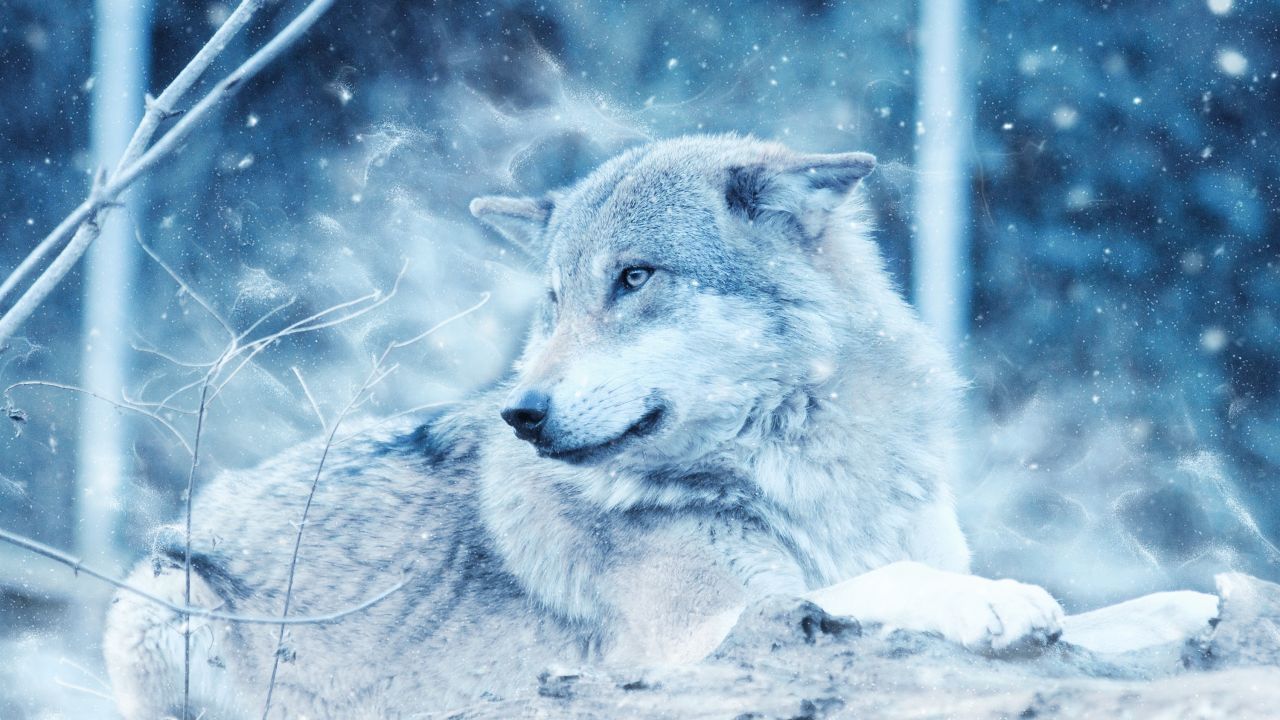 Wolf In Snow Wallpapers