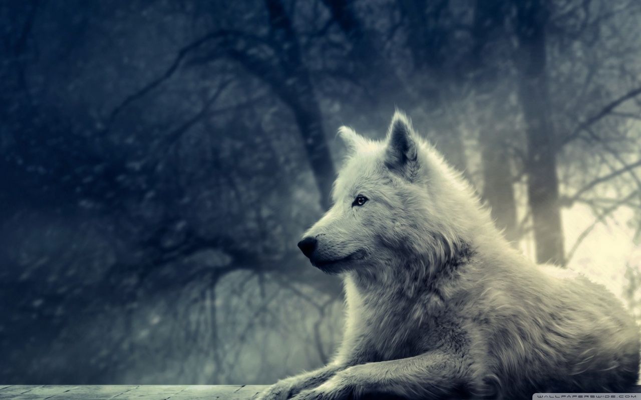 Wolf Laptop Wallpapers