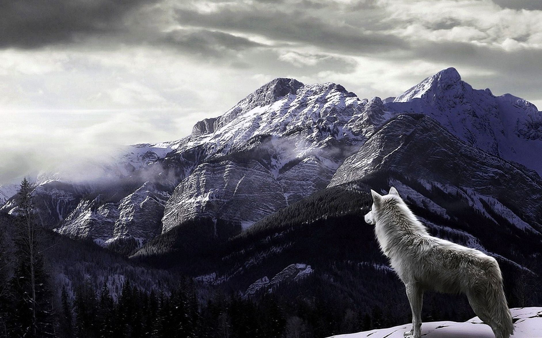 Wolf Laptop Wallpapers