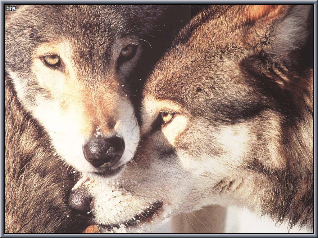 Wolf Love Wallpapers