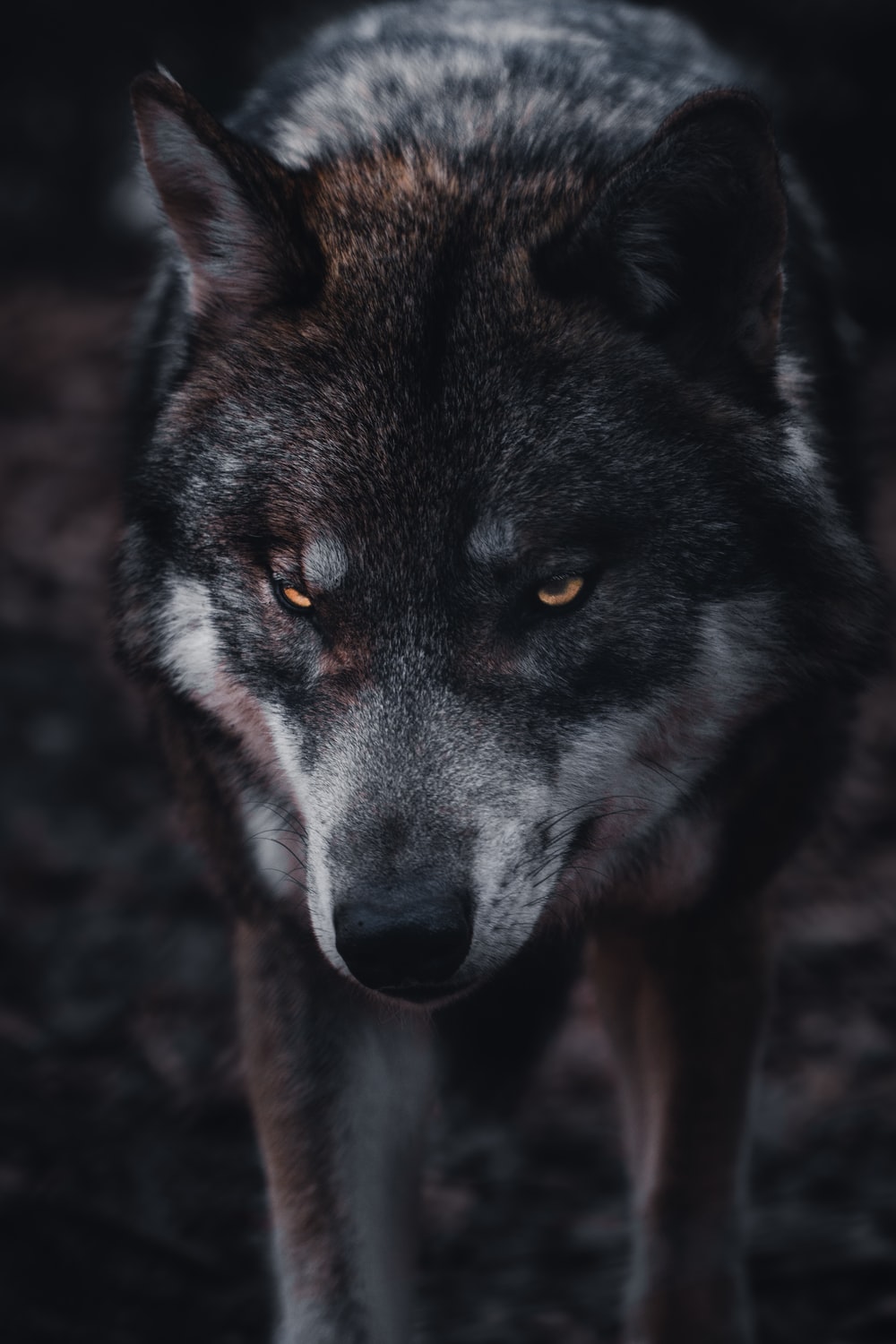 Wolf Phone Wallpapers
