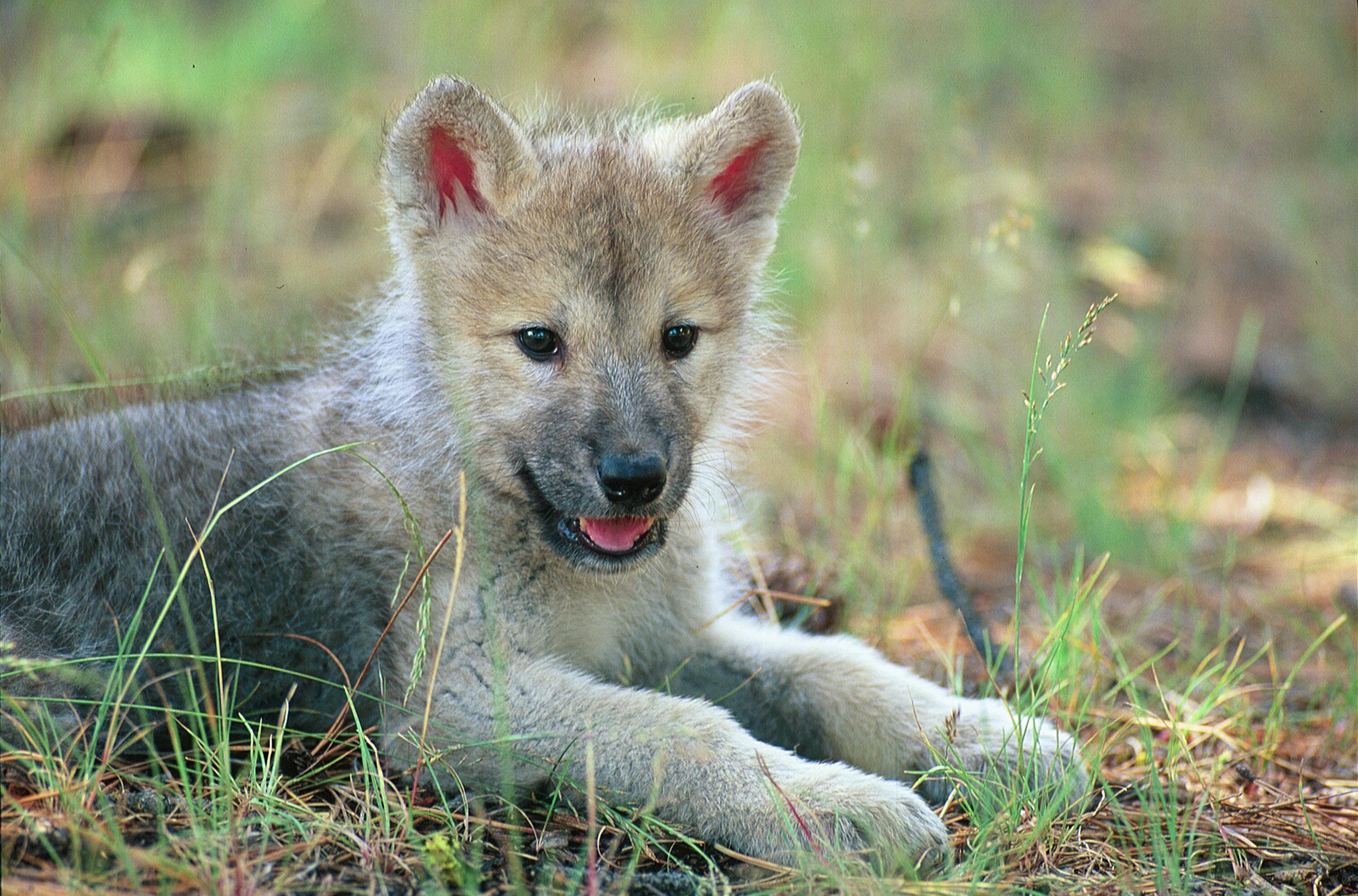 Wolf Pup Wallpapers