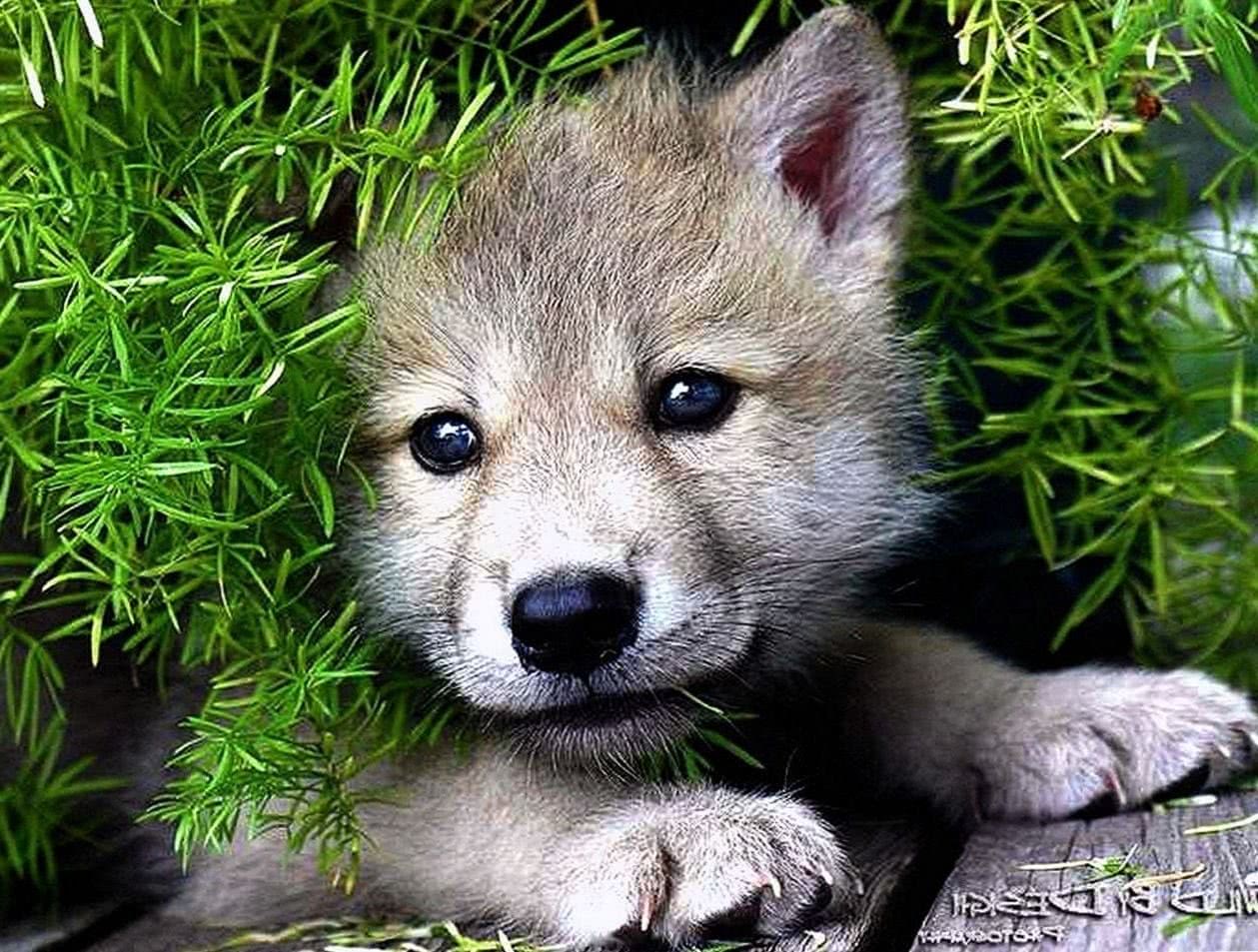 Wolf Pup Wallpapers