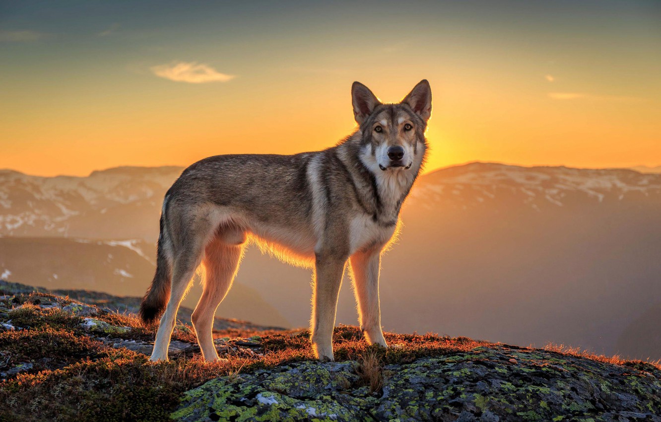 Wolfdog Wallpapers