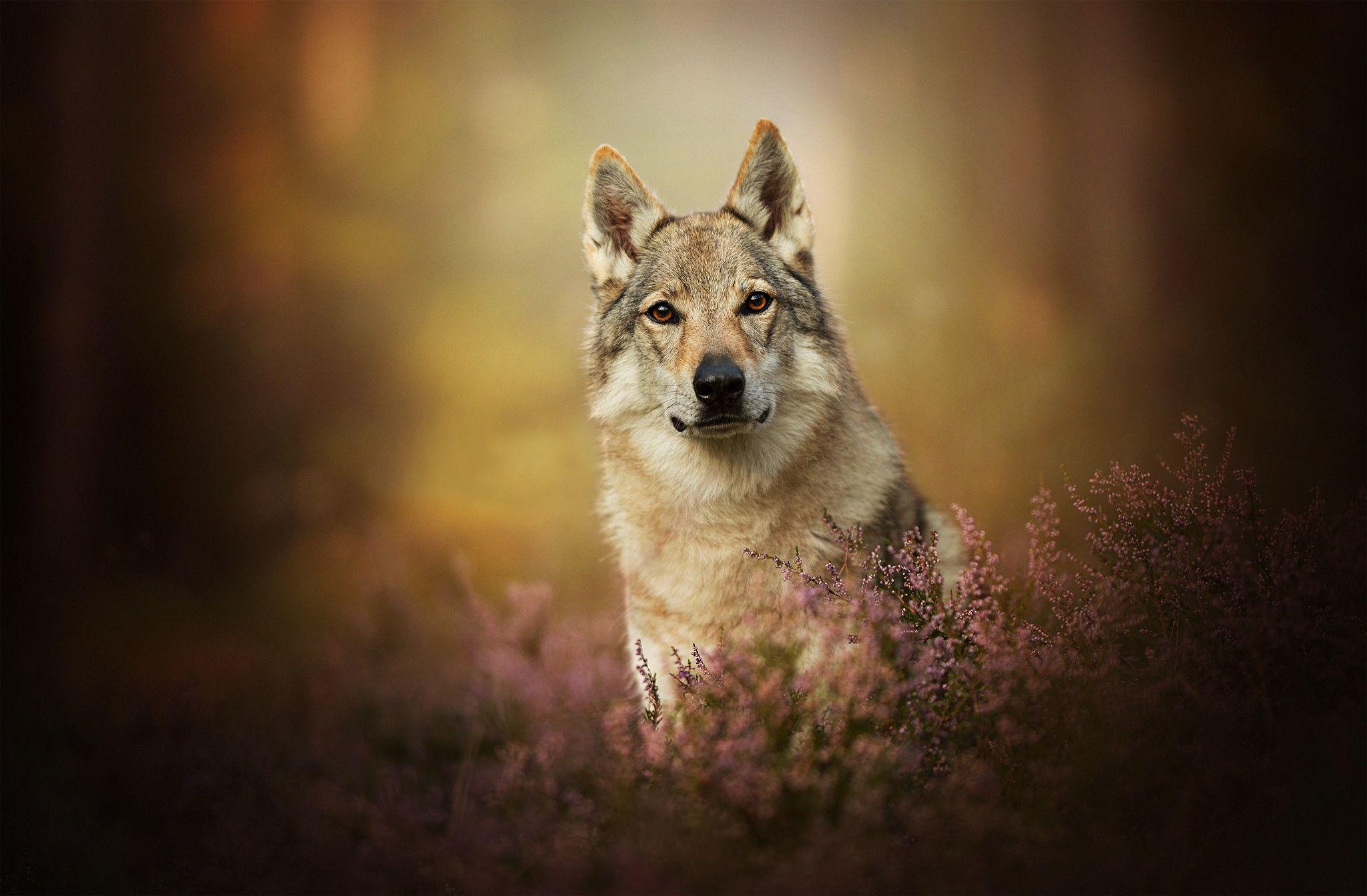 Wolfdog Wallpapers