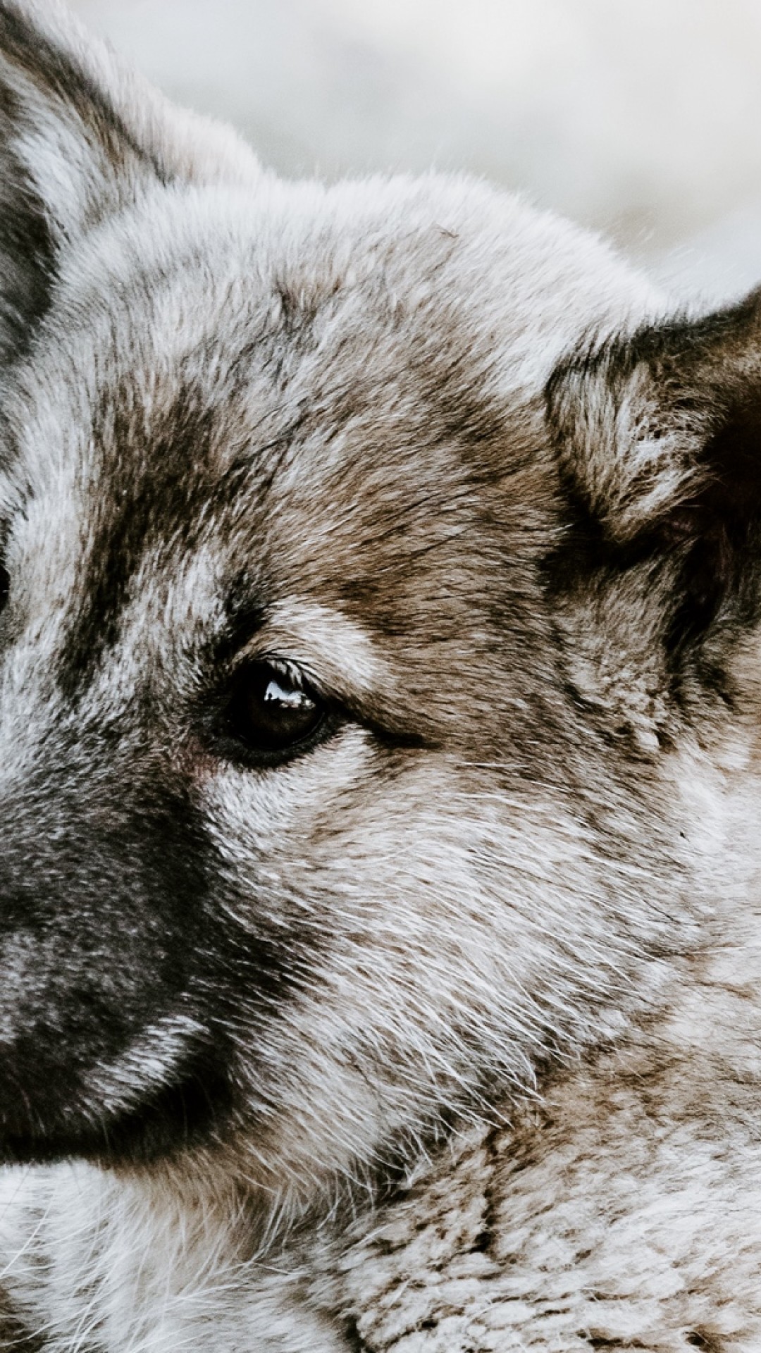 Wolfdog Wallpapers