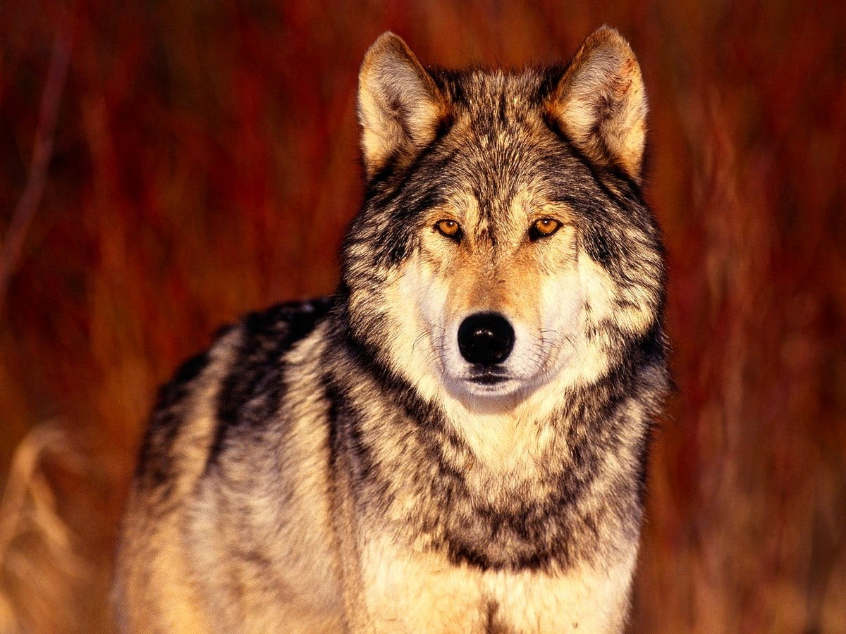 Wolfdog Wallpapers