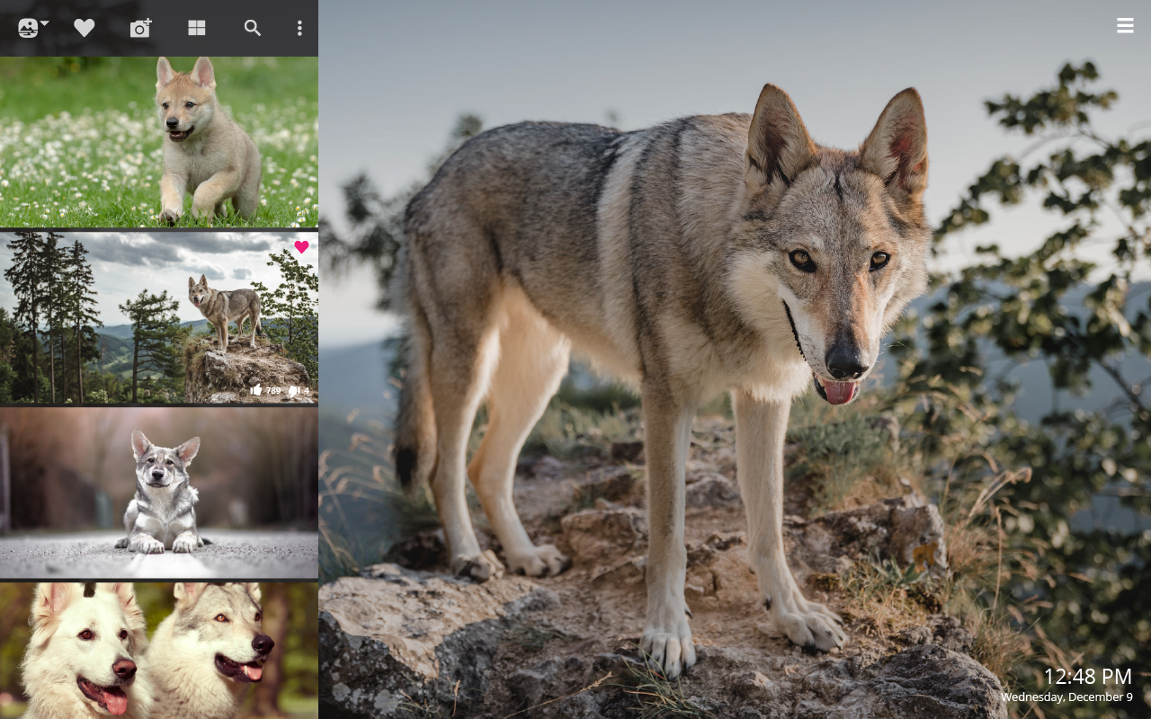 Wolfdog Wallpapers