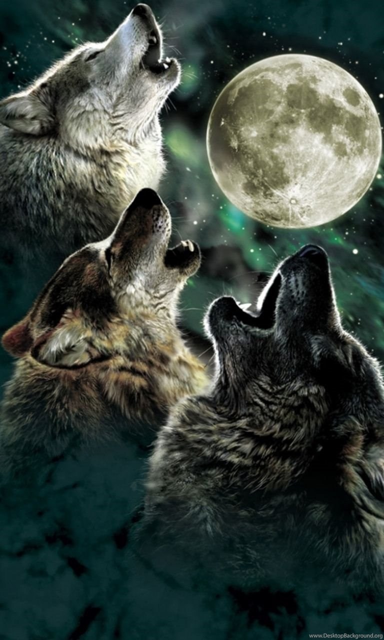 Wolves Iphone Wallpapers