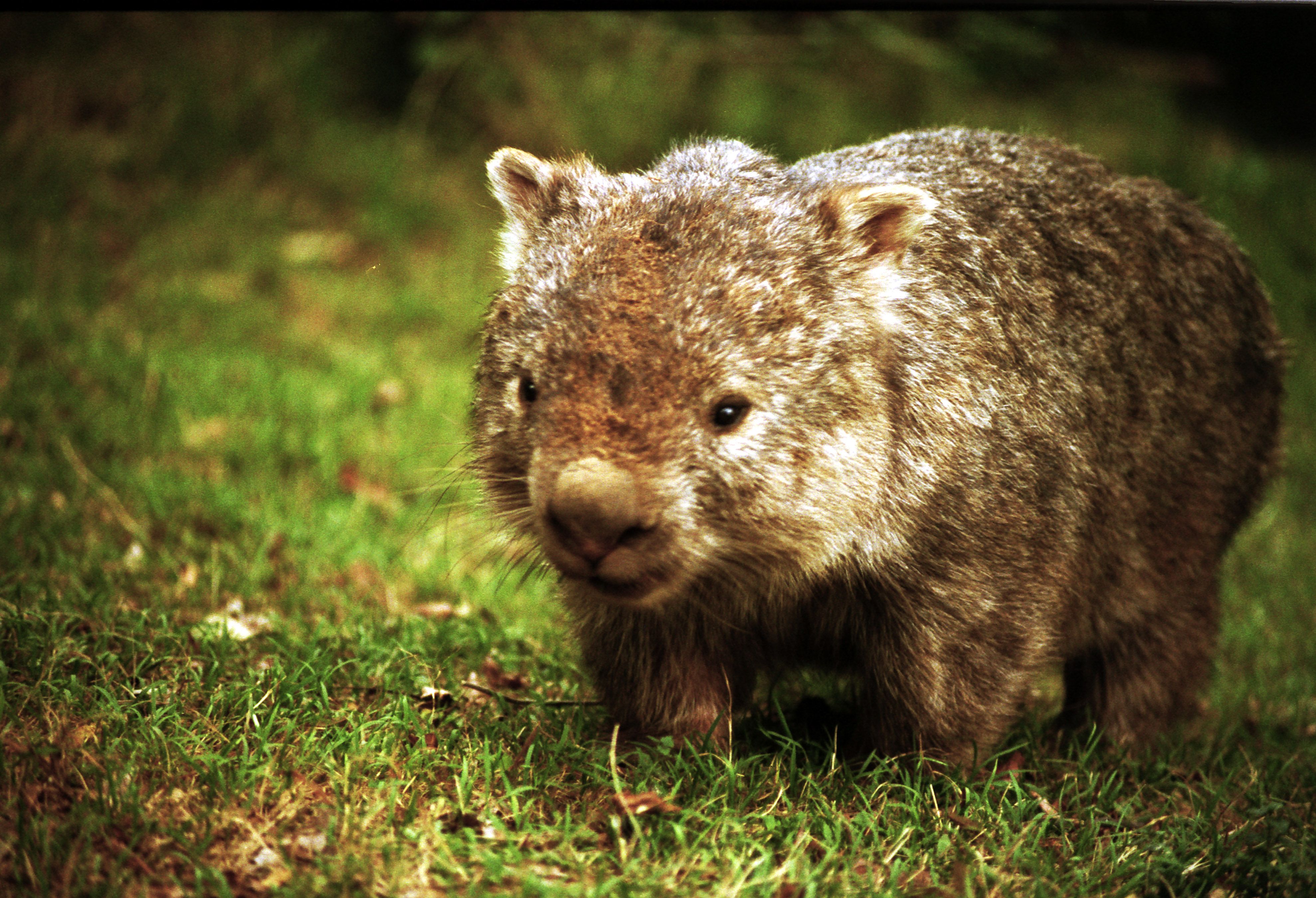 Wombats Wallpapers